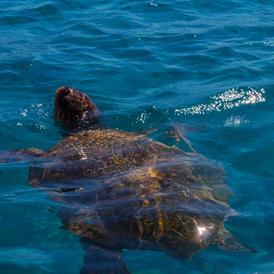A Caretta Caretta turtle swims in the clear blue waters of Laganas Bay